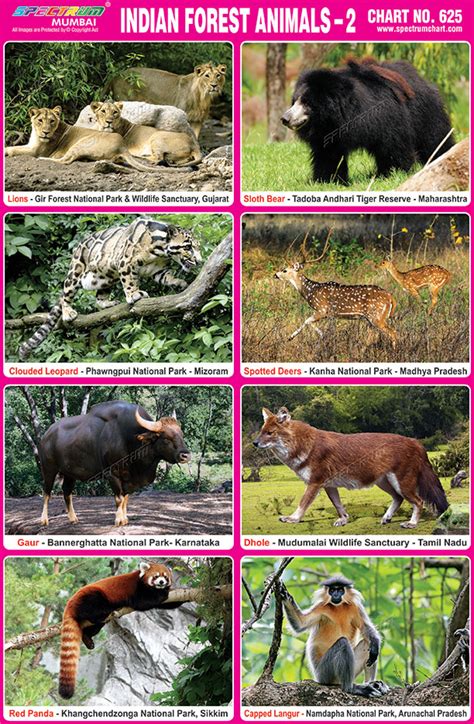 Forest Animals With Names