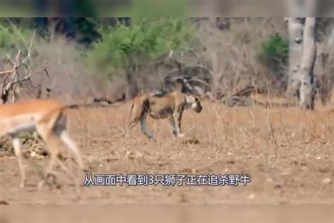 3只狮子追杀野牛，结果惨遭野牛反击，镜头记录惨烈全程