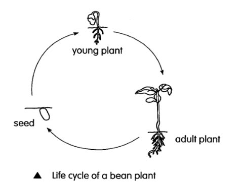 Primary 3 Science for October - Life Cycles in Plants