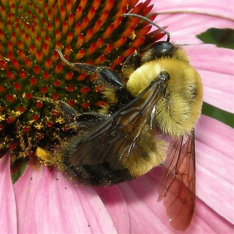 Brown Belted Bumble Bee Bombus Griseocollis Bugguidenet