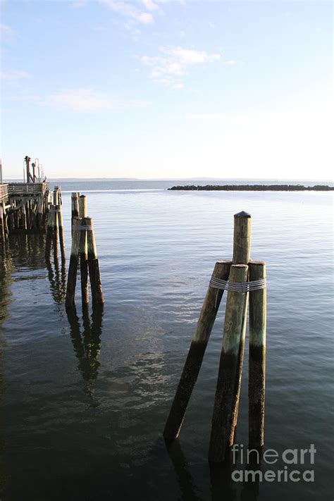 Dolphin Mooring Photograph by Photo Researchers, Inc.