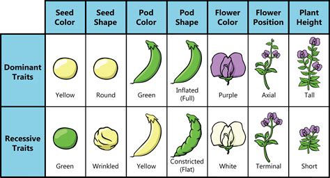 Dominant And Recessive Traits In Pea Plants