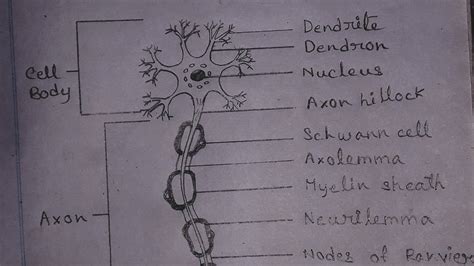 How To Draw Neuron Cell Draw Nervous System Structure And Function