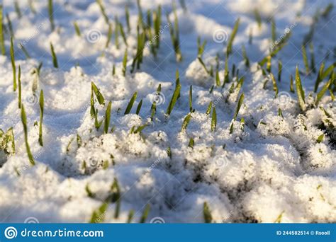 Small Winter Rye in the Winter Season in the Snow Stock Photo - Image ...