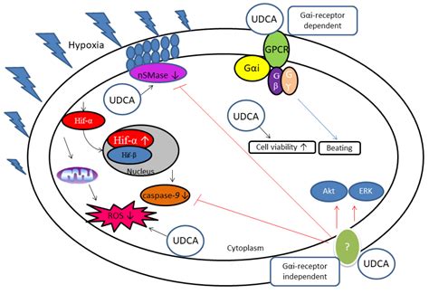 Biomolecules Free Full Text Overview Of Bile Acids Signaling And