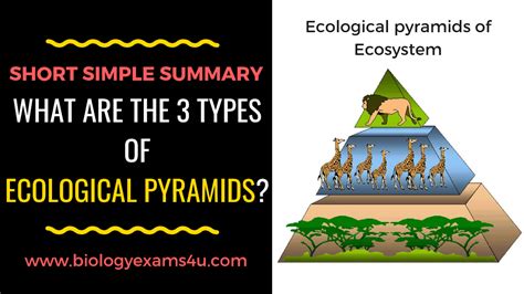 Ecological Pyramids Worksheet Answers