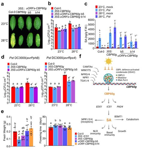 Nature Regulates The Expression Of A Plant Gene To Build A Plant