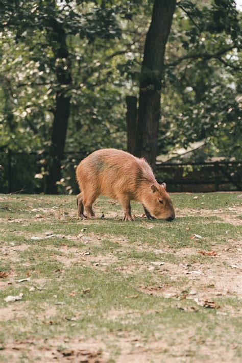 The Amazing Adaptations of Capybaras - Baby Capybara