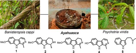 Dimethyltryptamine Plants