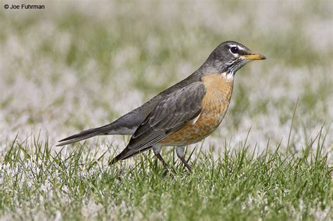 American Robin – Joe Fuhrman Photography