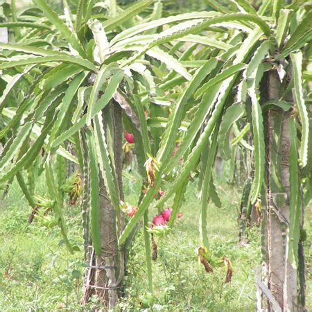 Dragon Fruit Tree - Dragon Fruit Tree Exporter, Distributor & Supplier ...