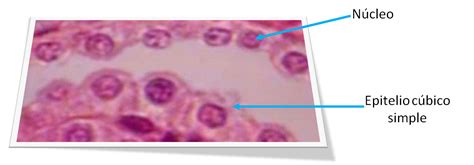 Laboratorio De HistologÍa