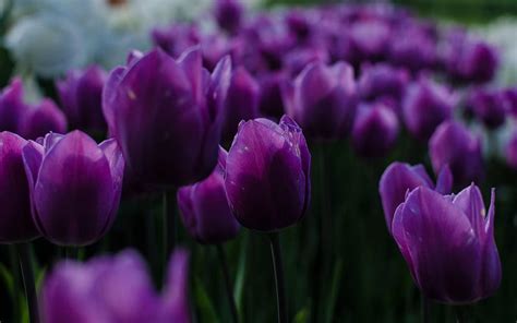 Tulipanes Morados Flores Moradas Tulipanes Flores De Primavera Con Tulipanes Fondo De