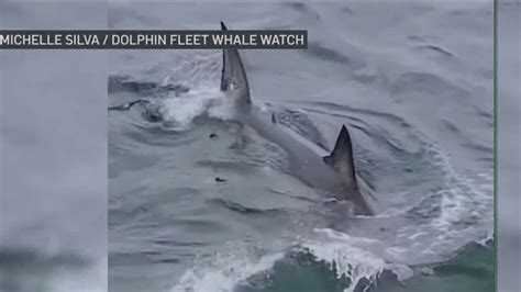 Video First Great White Shark Of Season Spotted Off Cape Cod Coast