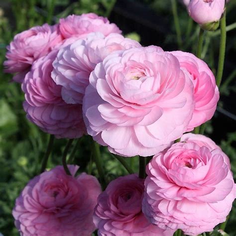 Italian Ranunculus Elegance Rose Chiaro Easy To Grow Bulbs