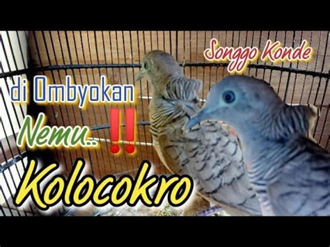 Di Ombyokan Perkutut Lokal Nemu Perkutut Katuranggan Kolocokro