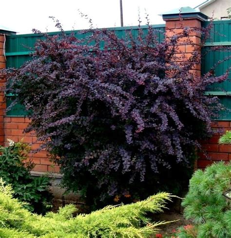 Барбарис оттавский Суперба/Berberis x ottawensis Superba 40-60 C3 ...
