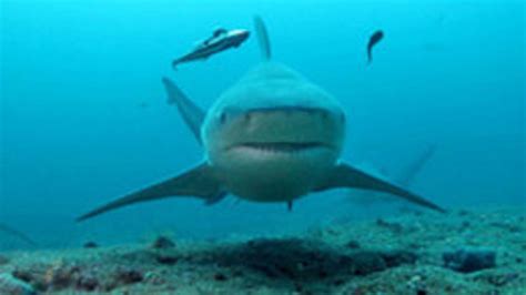 Attaques de requins à La Réunion un vrai danger pour l Homme VIDEO