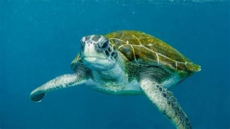 Tortuga Verde Todo Sobre Esta Especie Marina En Peligro De Extinci N