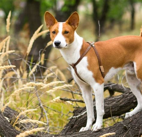 10 Best Dog Hunting Breeds: Hounds, Pointers, Retrievers & More!