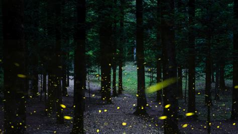 How to see the synchronous fireflies at Congaree National Park - COLAtoday