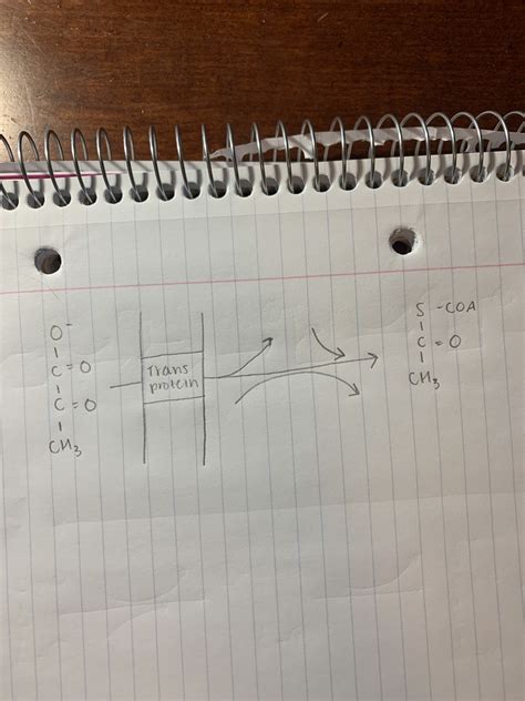 Acetyl Coa Formation Diagram Quizlet