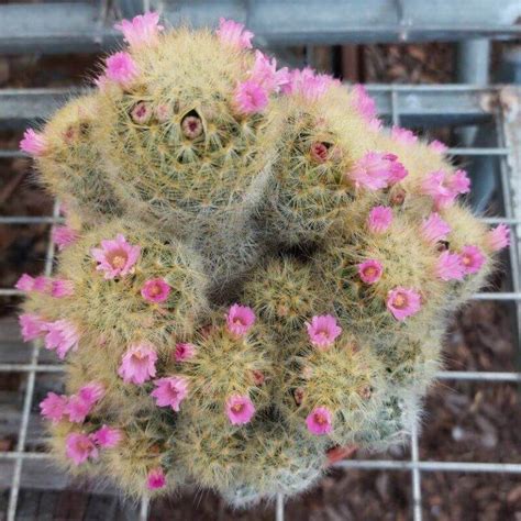 Mammillaria Laui Mm Buy Cactus Online Australia