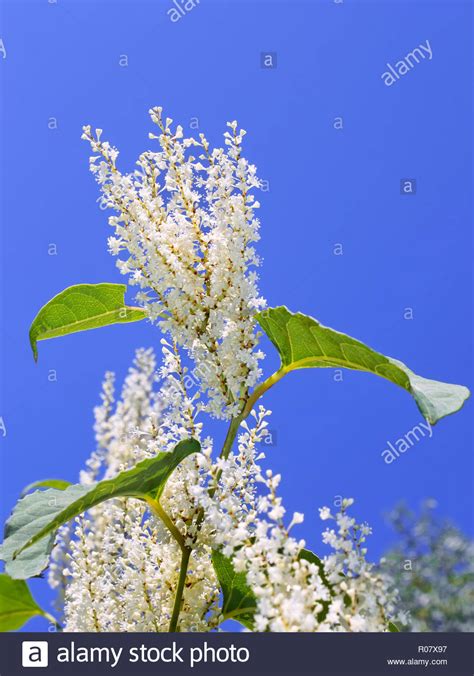 Inflorescences Of Japanese Knotweed Fallopia Japonica With Small