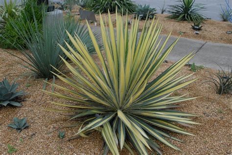 Yucca filamentosa (Adam's Needle Yucca, Curlyleaf Yucca, Spoonleaf Yucca) | North Carolina ...