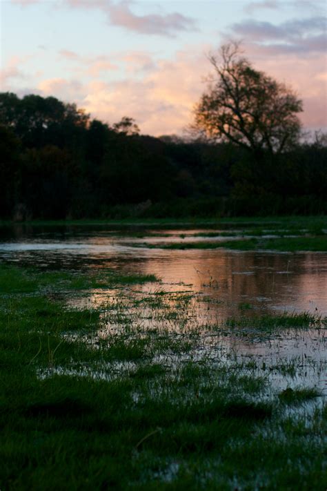 Free Images Landscape Tree Nature Forest Grass Marsh Swamp