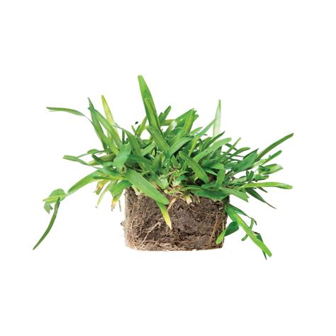 Palmetto St. Augustine Grass Plugs - Grass Patch - SodPods®