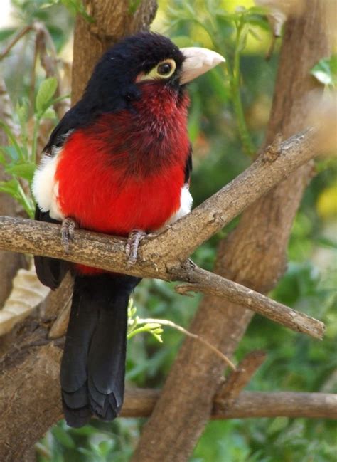 Double Toothed Barbet Lybius Bidentatus BirdWeather