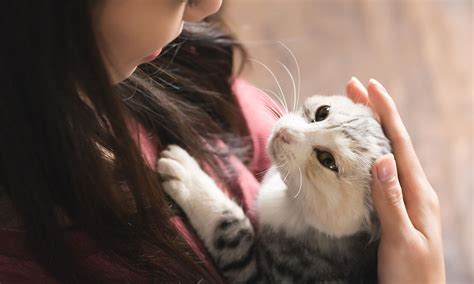 I Have a Clingy Cat. What Now? | Zoetis Petcare