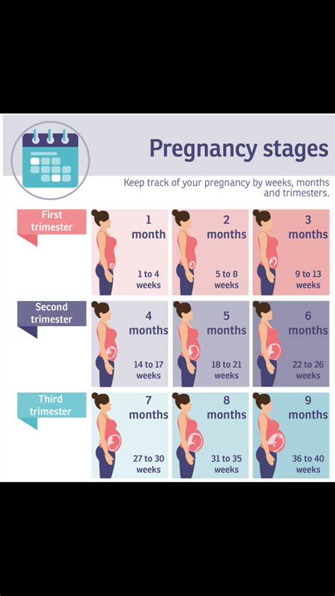 Pregnant belly stages – Artofit