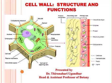 Plant Cell wall Structure | PPT