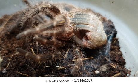 403 Tarantula molting Images, Stock Photos & Vectors | Shutterstock