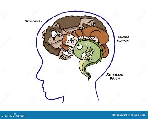 Brain Ttriad Stock Vector Illustration Of Species Limbic 208513840