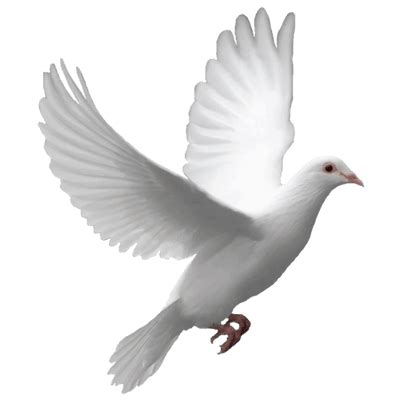 Dove Bird Logo Png