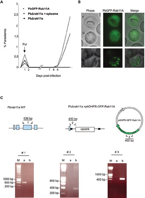 The P Berghei Rab A Gene Is Essential For Growth In Red Blood Cells