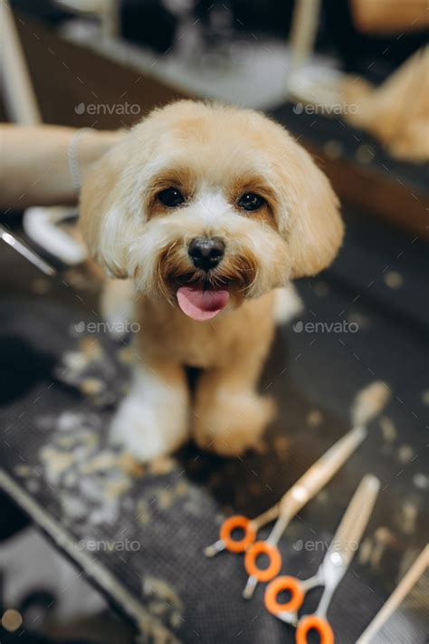 Puppy Cut Maltipoo