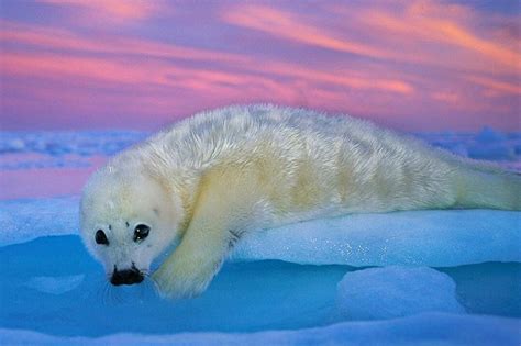 Photo By Brianskerry A Harp Seal Pup Rests On The Ice At Sunset In