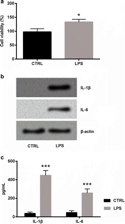 LPS Increased The Cell Viability And The Production Of Pro Inflammatory