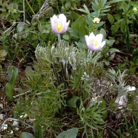 Pasque Flower Anemone Patens Seed Rs Anepat