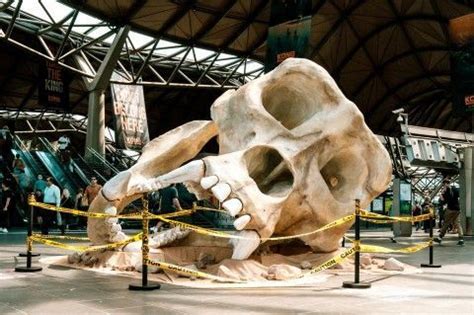 Foamex - Foamex | Polystyrene Giant Gorilla Skulls promote Kong