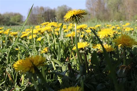 Gewöhnlicher Löwenzahn natur erleben online