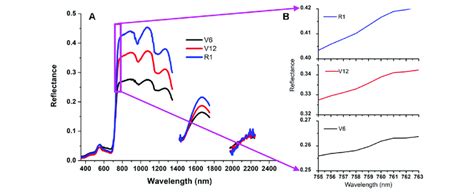 Three Canopy Reflectance Spectra Measured At The V V And R