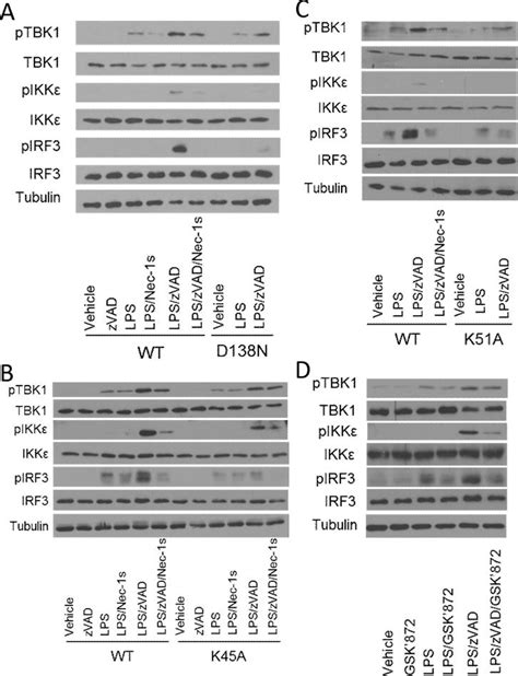 Kinase Activities Of Ripk1 And Ripk3 Can Direct Ifn β Synthesis Induced