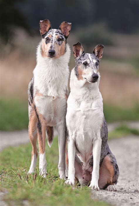 Rasse Des Monats Collie Vdhde