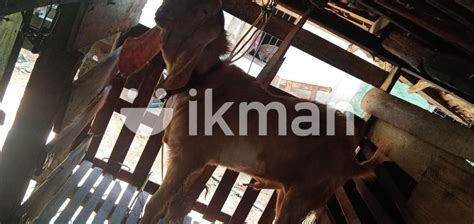 Jamunapari Goat In Delgoda Ikman