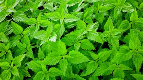 Nettle Root - Benefits And Uses Revealed!